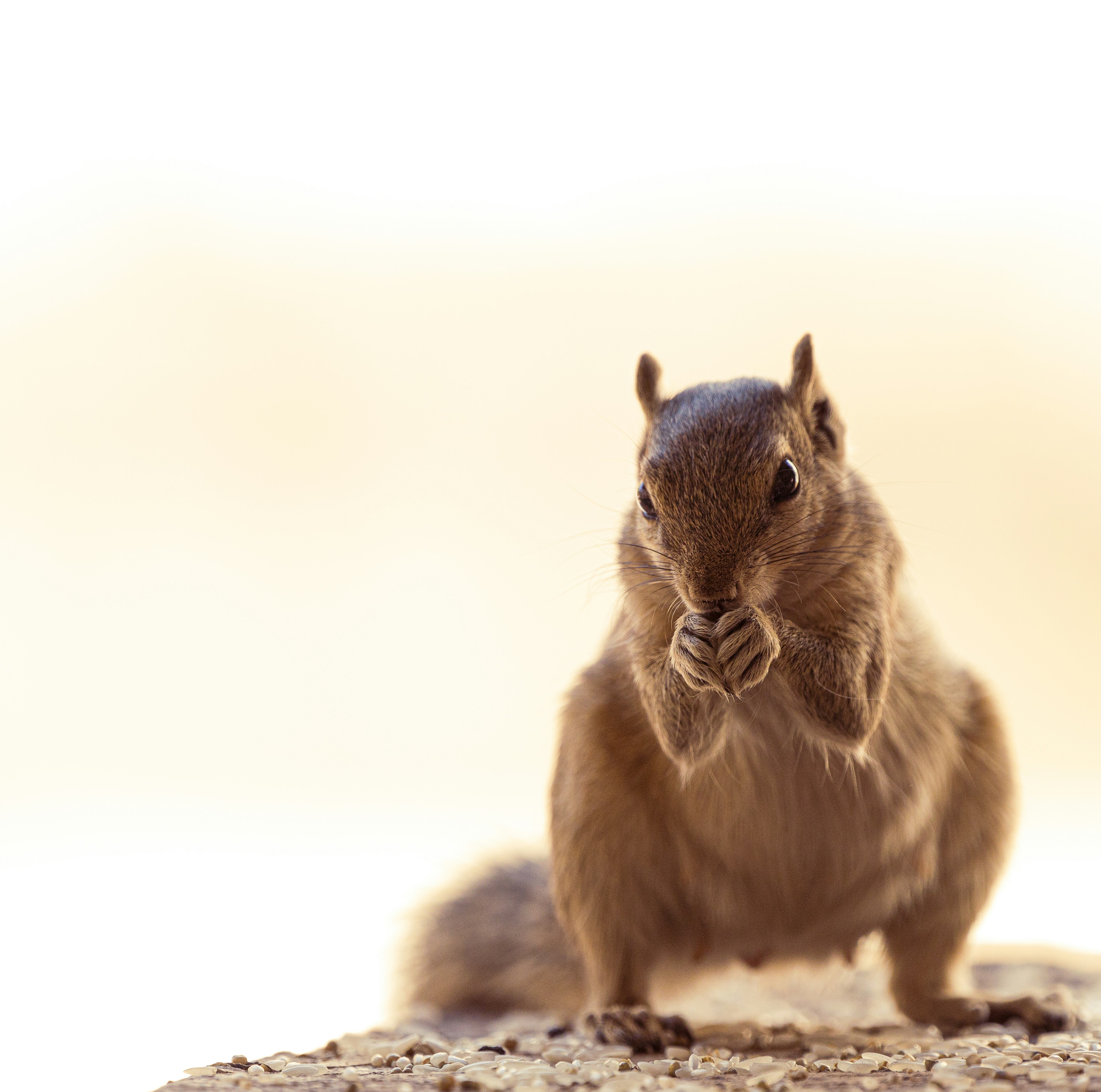 brown rabbit on brown sand during daytime